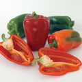 Poivron rouge Ace