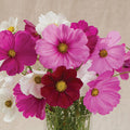 Fleurs Cosmos Sensation mix