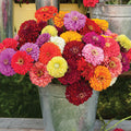 Fleurs Zinnia Benary's Giant