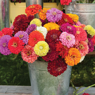 Fleurs Zinnia Benary's Giant
