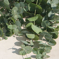 Fleurs Eucalyptus Silver dollar