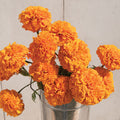 Fleurs Marigold coco orange