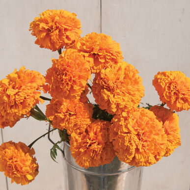 Fleurs Marigold coco orange