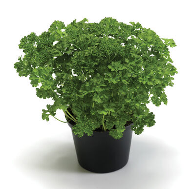 Fines herbes Persil frisé Wega