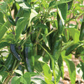 Piment Jalapeno Jalafuego