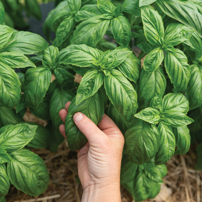 Fines herbes Basilic italien Mia