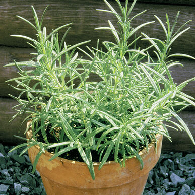 Fines herbes Romarin