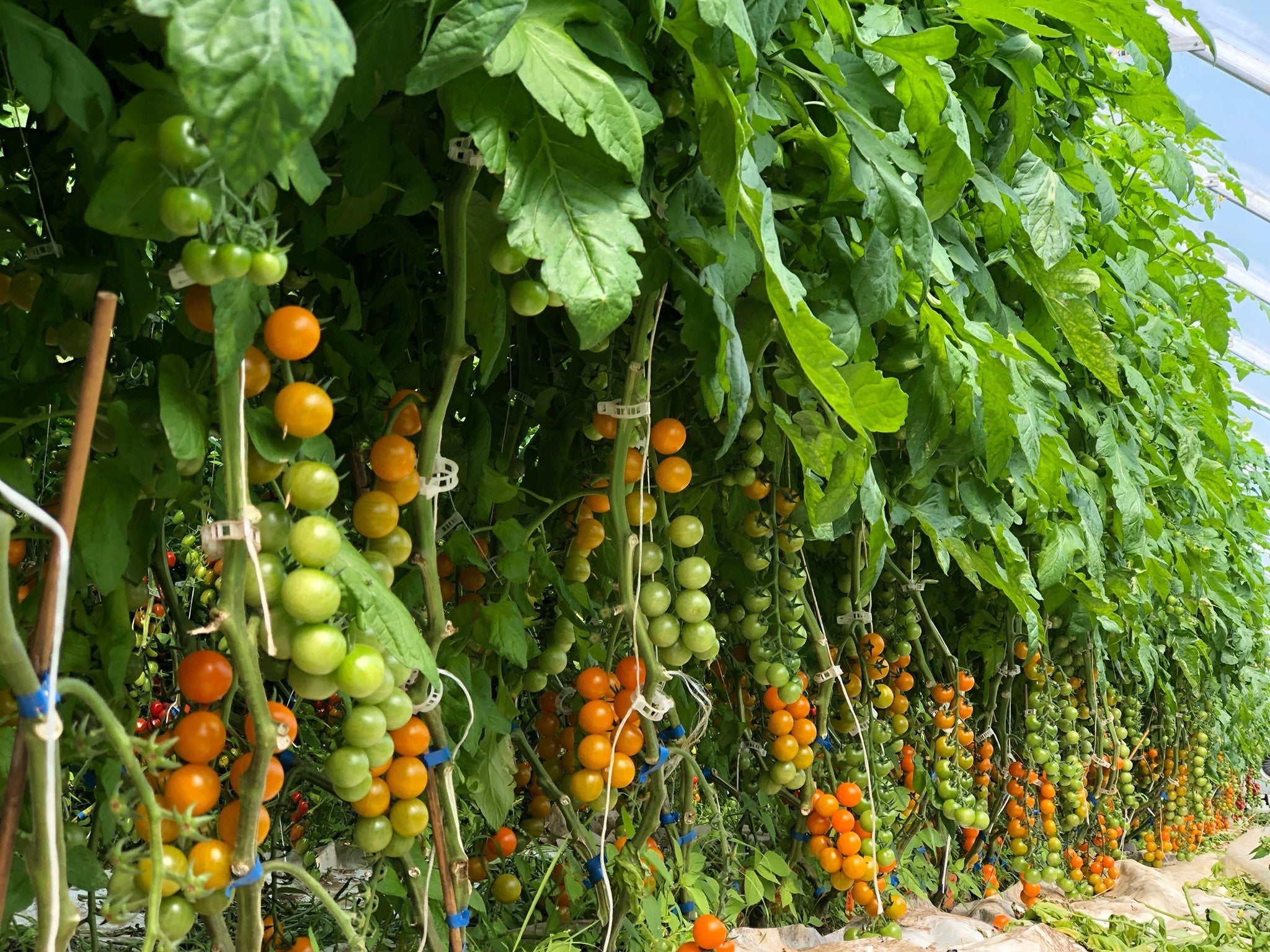 Tomates cerises oranges Sun gold