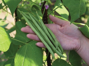 Haricots verts Seychelles