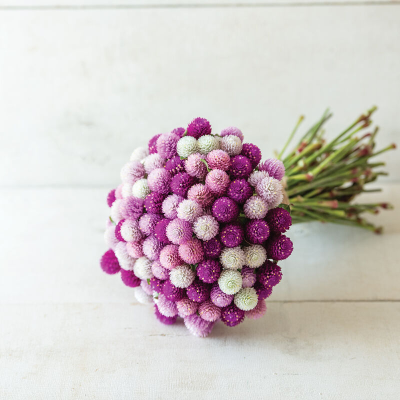 Fleurs Gomphrena Audray mix