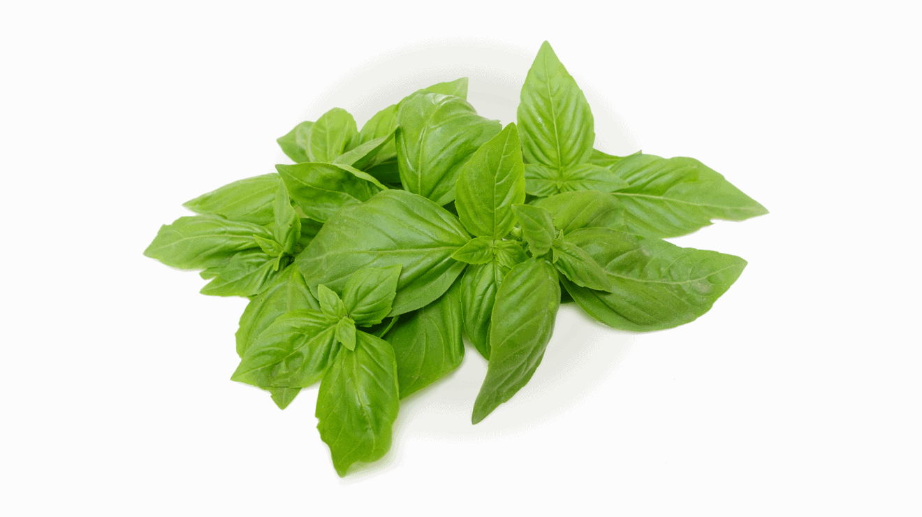 Fines herbes Basilic citron everleaf lemon