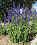 Fleurs Salvia Victoria