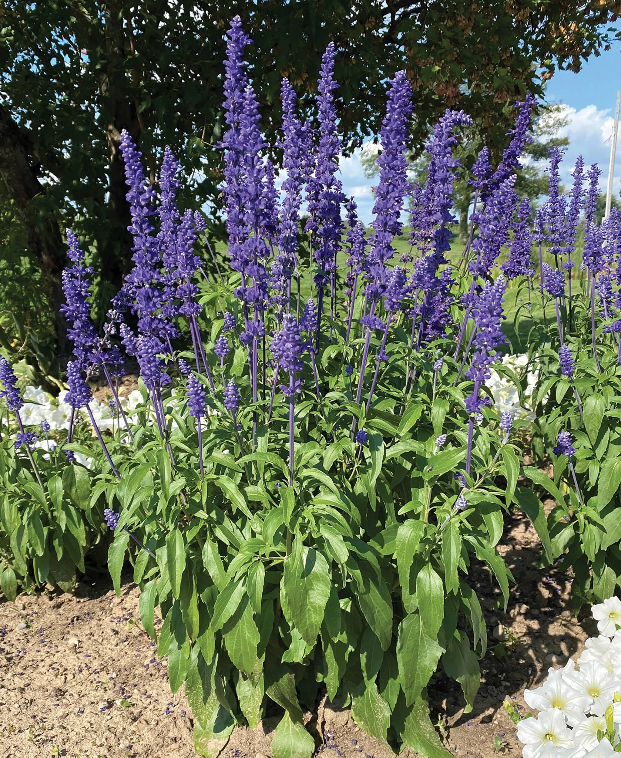 Fleurs Salvia Victoria