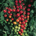 Tomates cerises rouges Cherry Bomb