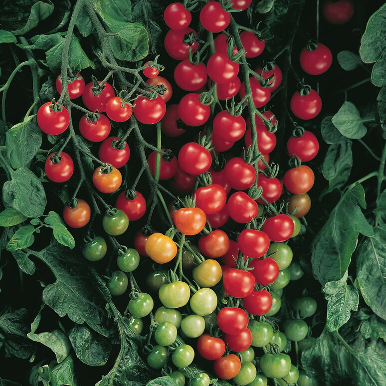 Tomates cerises rouges Cherry Bomb