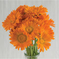 Fleurs Calendule Alpha