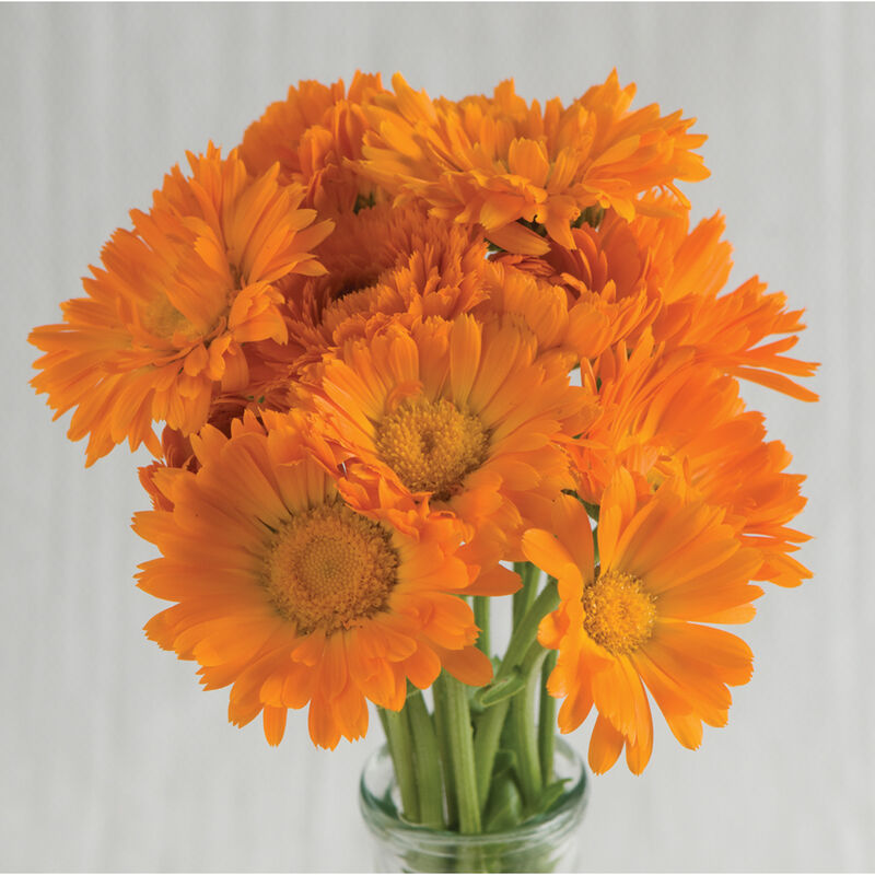 Fleurs Calendule Alpha