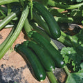 Courgette verte Desert