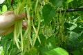 Haricots jaunes Sunshine