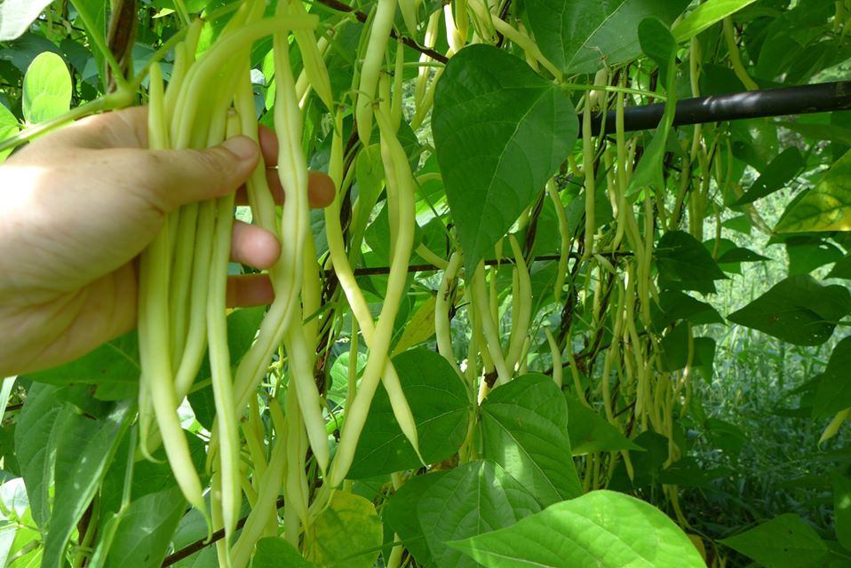 Haricots jaunes Sunshine